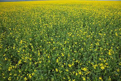《丰饶之星》新截图 介绍冬季晶石新角色新地点等