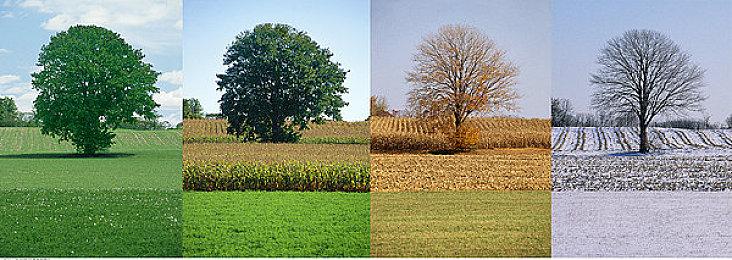 《Petal Runner》Steam页面上线 发售日期待定